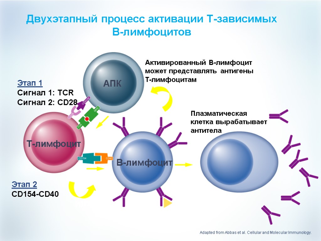 Двухэтапный процесс активации T-зависимых B-лимфоцитов Этап 1 Сигнал 1: TCR Сигнал 2: CD28 Антиген